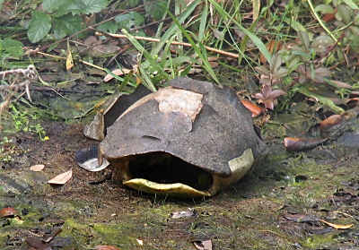 [The camera faces the front end of a turtle shell with no turtle body in it. Parts of the shell are peeling off the top. It rests on the ground in a dried area that would have been under water in a season with more rain.]